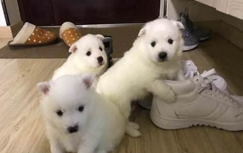 銀狐倉鼠怎么分辨公母