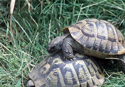 赫曼陸龜可以長多大