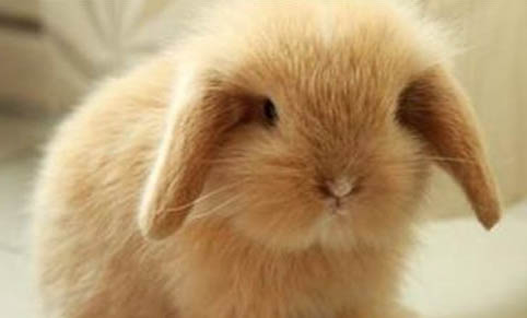 寵物兔有味道嗎?