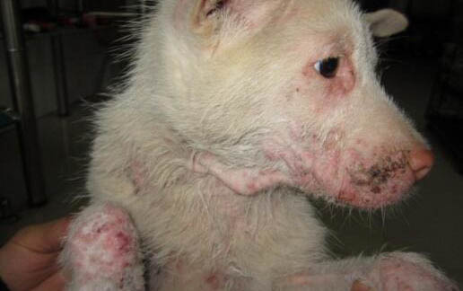 土方法治狗狗腦炎