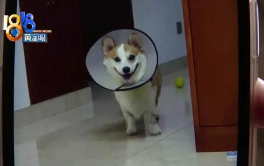 柯基夏天怕熱嗎