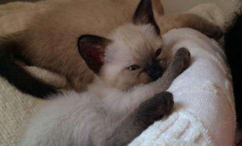 如何快速教會貓用貓砂