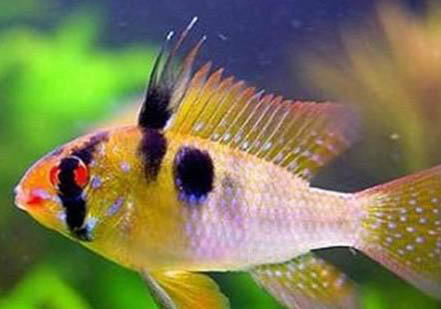 瑪麗魚多久生小魚