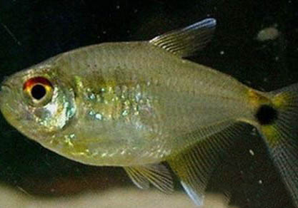 夜釣一般用多長的魚竿