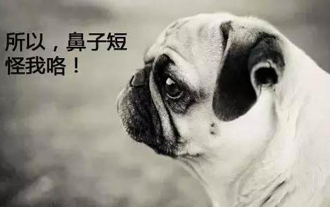 小狗鼻頭干燥無精打采食欲不振怎么回事