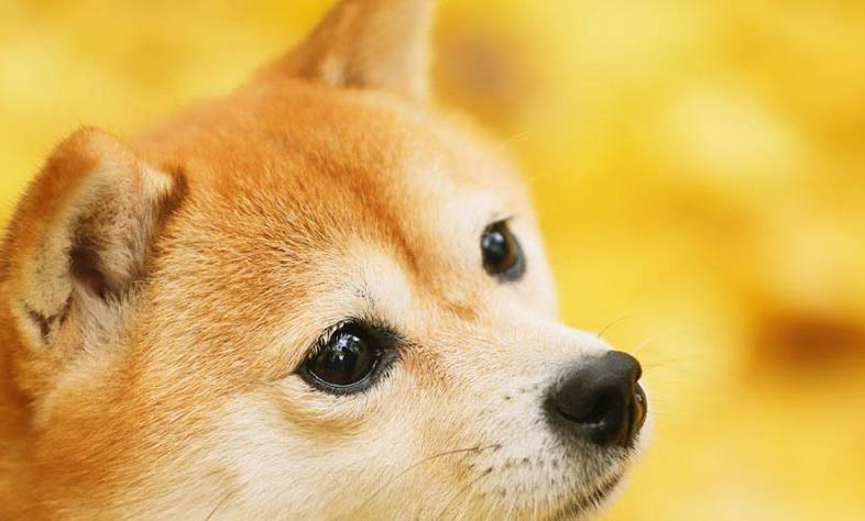 柴犬嘴巴黑