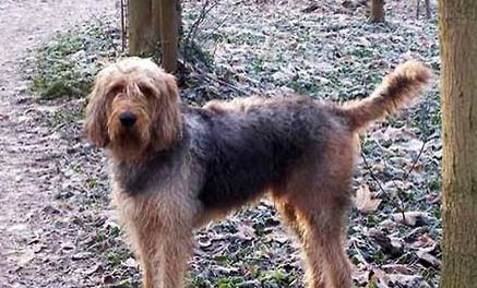 伊比贊獵犬上吐下瀉