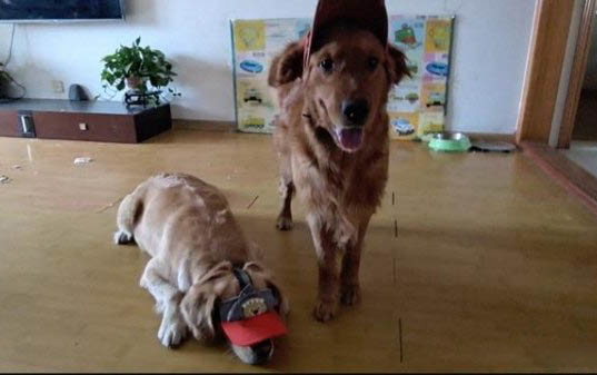 狗狗得犬瘟有哪些癥狀