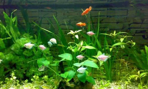 養魚需要注意什么
