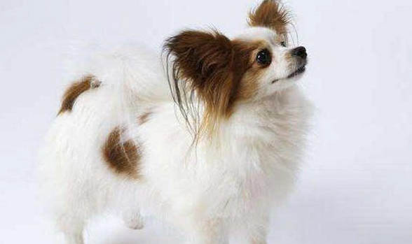 蝴蝶犬的性格外貌特征