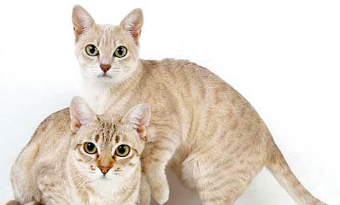 澳大利亞霧貓貓鼻支用藥介紹