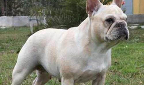 法國斗牛犬多大可以斷奶