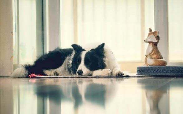 狗狗得了趾間炎怎么治