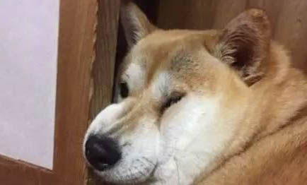 狗狗晚上不睡覺不安怎么回事