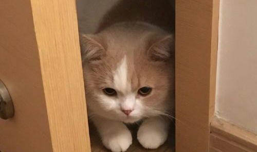 貓咪毛球癥有什么癥狀怎么治療