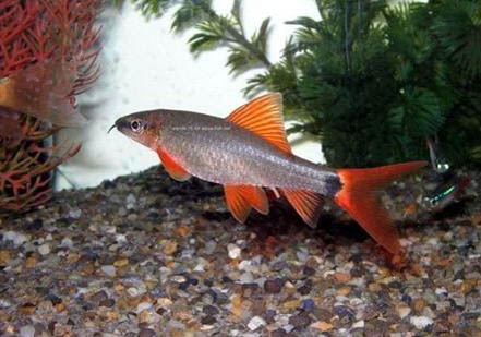 彩虹鯊屬于清潔魚類么