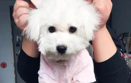 狗狗吃什么會立刻死