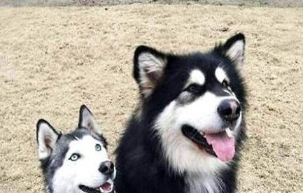 為什么會得犬瘟