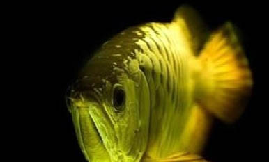 銀龍魚幾天喂一次