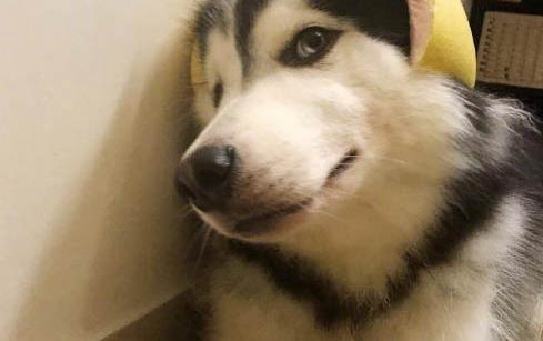 狗狗鼻子褪色的原因及處理方法