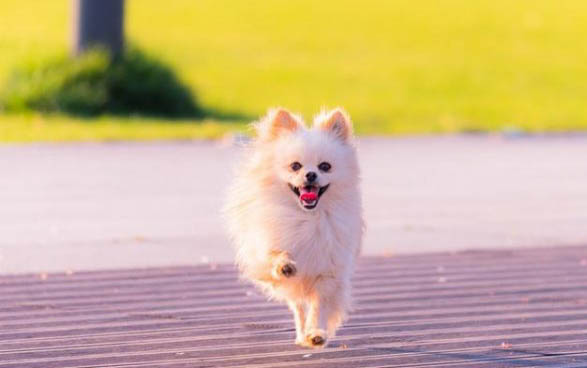 博美犬可以吃人類的什么食物