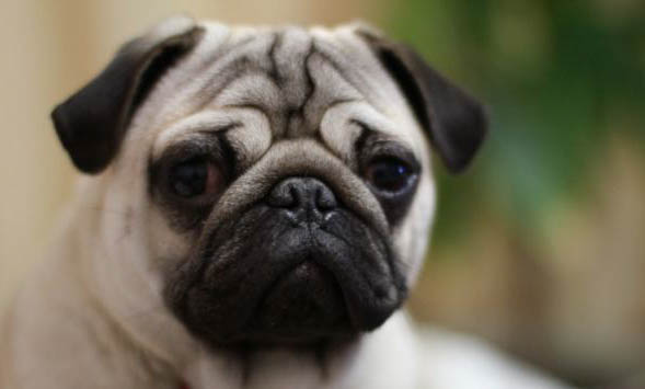 八哥犬和法斗有什么區(qū)別?