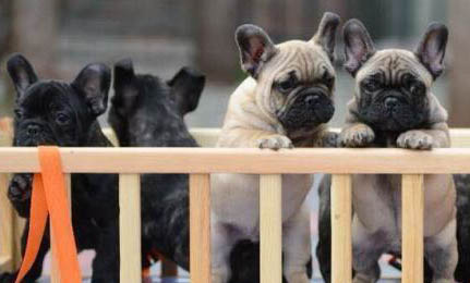 法國斗牛犬能長多少斤?
