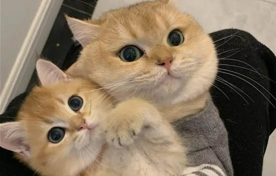 要怎樣辨別藍金漸層