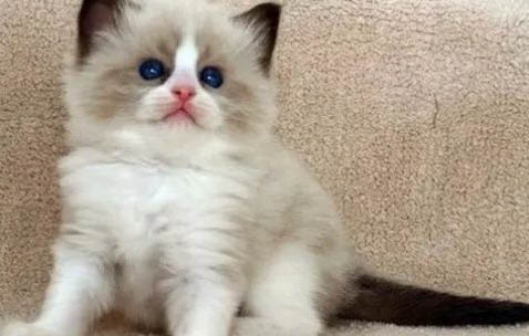 小貓拉屎有點稀