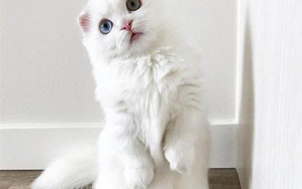 貓咪總是流眼淚