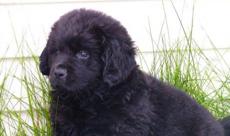 紐芬蘭犬嘔吐白沫的原因及處理方法