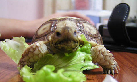 輻射陸龜多久喂一次