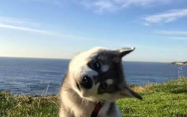 為什么狗狗牙齦紅腫出血呢