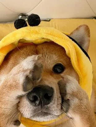 最可愛的十種狗狗品種有哪些