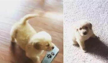 狗狗剃毛之后皮膚發黑是什么原因