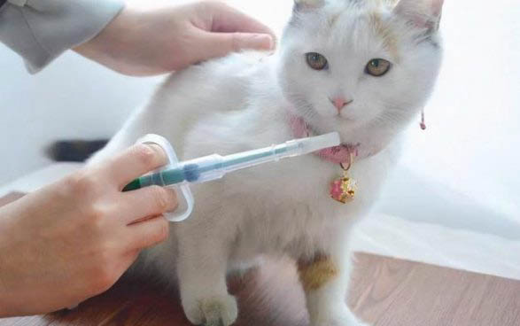 小貓身上的跳蚤怎么徹底去除