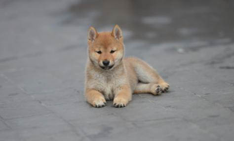 千色日系秋田犬柴犬在哪里