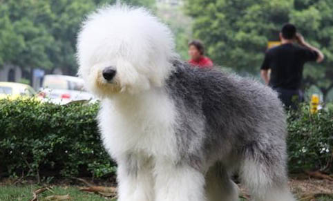 蘇格蘭牧羊犬修剪毛發