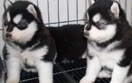 杜高和比特犬哪個厲害