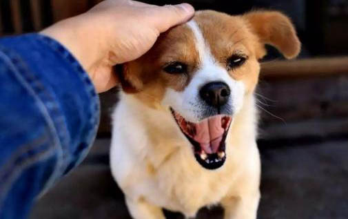 狗狗先是嘔吐后來拉稀
