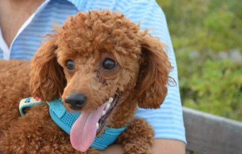 貴賓犬和比熊哪個聰明