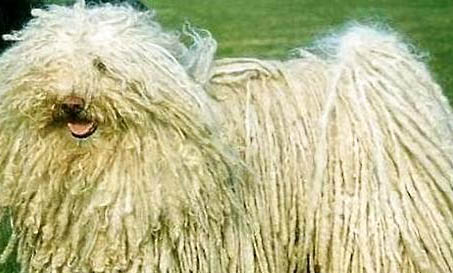 狗狗懷孕能吃熟豬肝嗎
