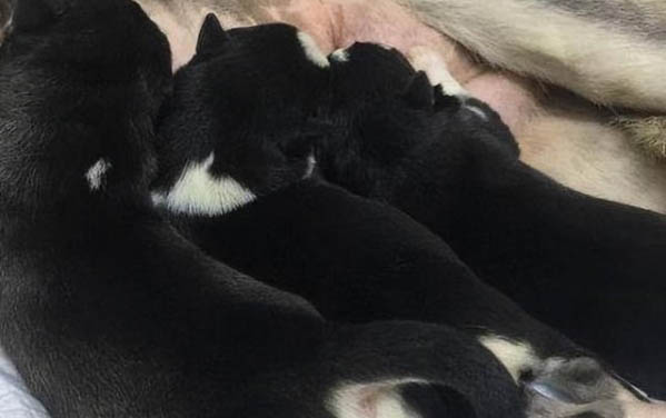 犬細小病毒治療方法