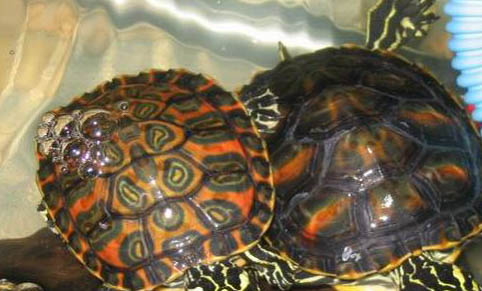 寵物龜常見皮膚病治療系列之疥瘡病