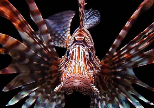 怎么判斷非洲獅子貓是不是有螨蟲