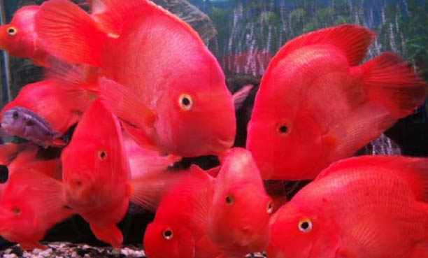 飼養熱帶魚注意事項