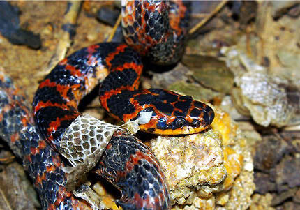 赤練蛇可以當寵物養嗎