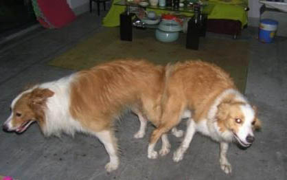 狗狗腎衰竭初期癥狀