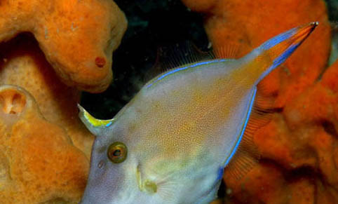 圓缸為什么不適合養魚