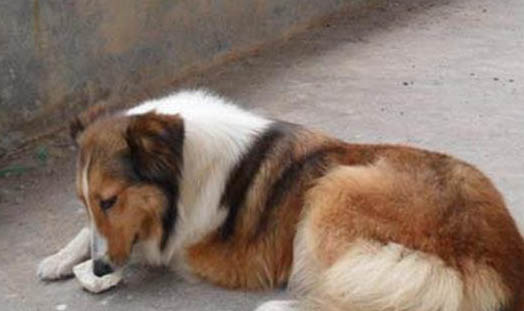 狗狗攜帶狂犬病毒能活多久?